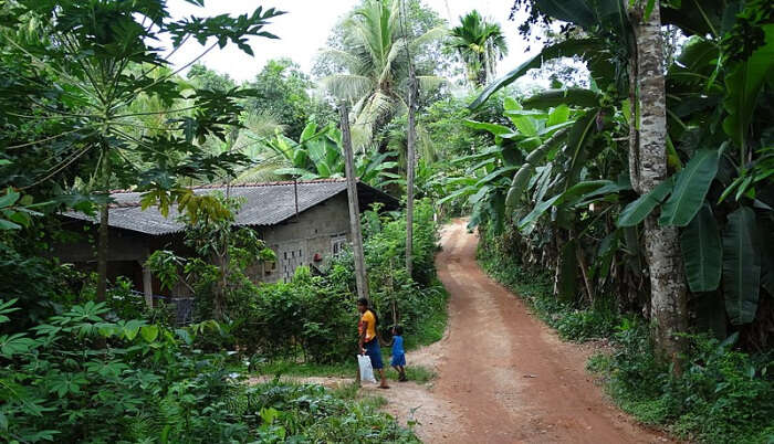 _Live In A Sri Lankan Village