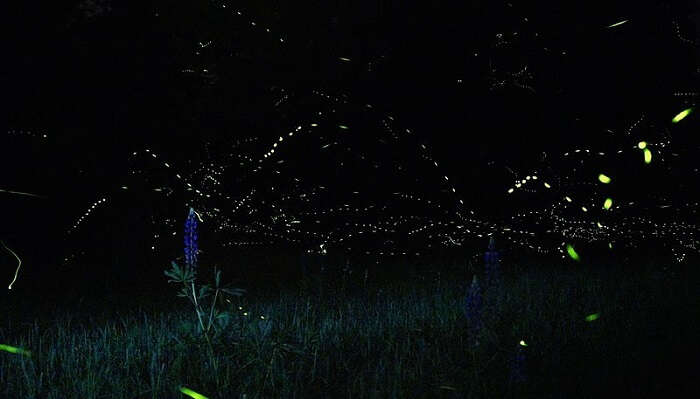 Lupines_and_Fireflies