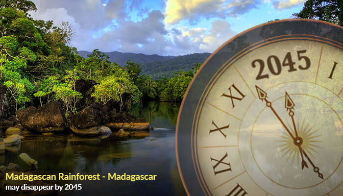 Madagascan Rainforest - Madagascar