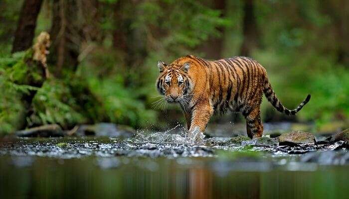 tiger strutting in the pool in Manas National Park