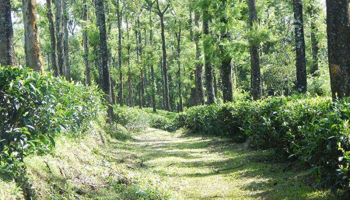 Nelliyampathy Hills