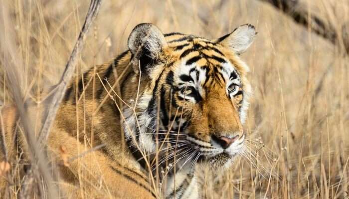 tiger relaxing in Pench National Park