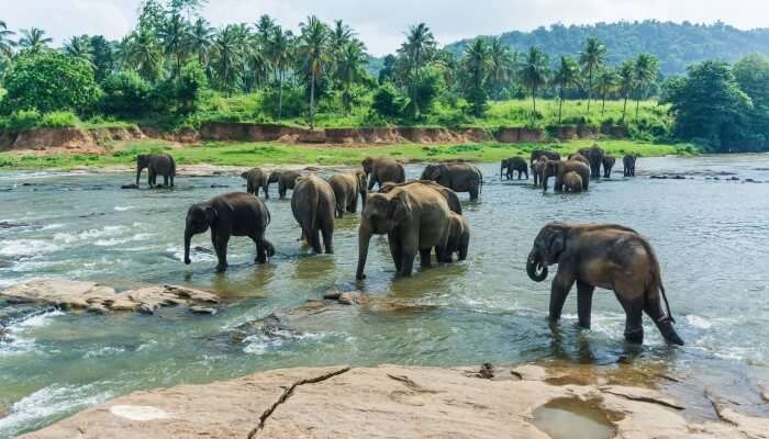 Pinnawala Elephant Orphanage