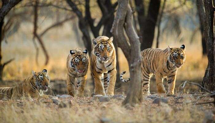 tiger roaming in the wild in Ranthambore National Park