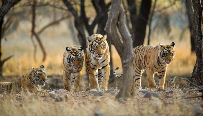 Ranthambore National Park In Rajasthan is among the famous honeymoon places in India in March to plan an adventurous trip