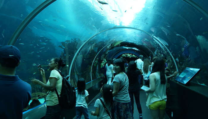 S.E.A. Aquarium