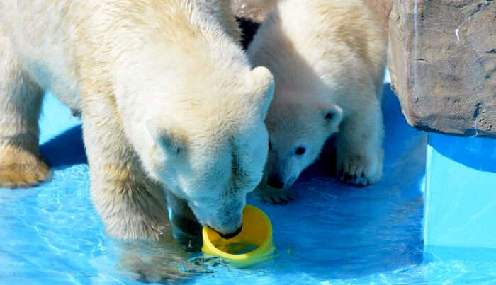 Sapporo City Maruyama Zoo