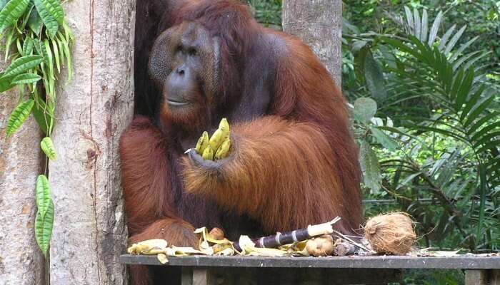 Semenggoh Wildlife Centre