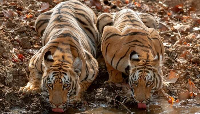 tiger sipping water in Tadoba Andhari Tiger Reserve