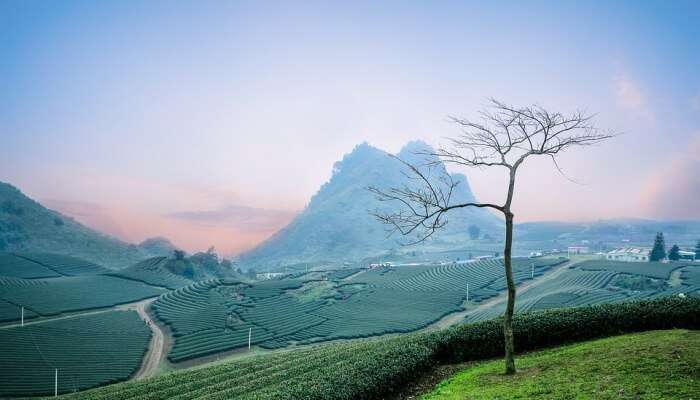 Tea And Spice Plantations