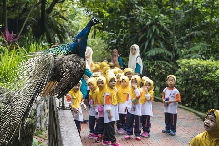 Kids watching peacock