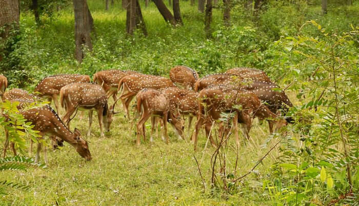 Wildlife Safari