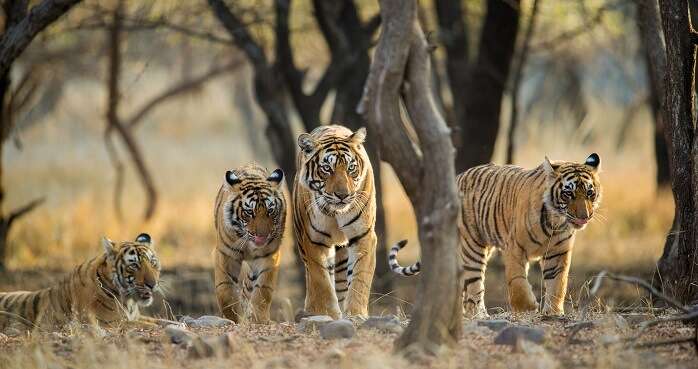 Wildlife Sanctuaries In India