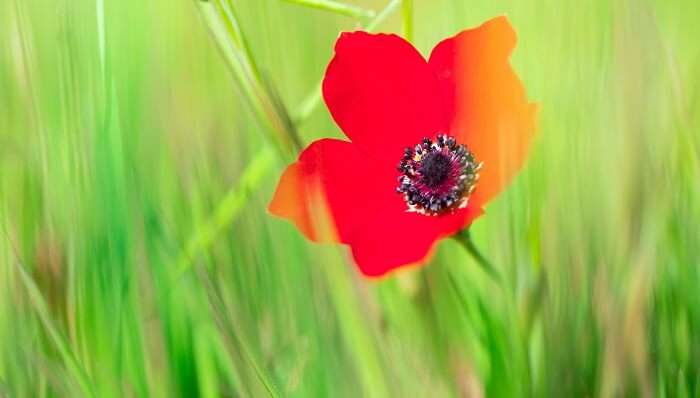 Witness The Blooming Red Fields At Darom Adom