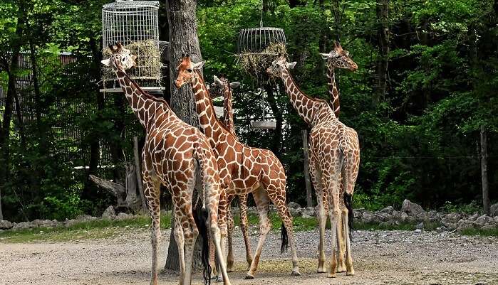 5 Enthralling Zoos In Toronto To Interact With The Wild