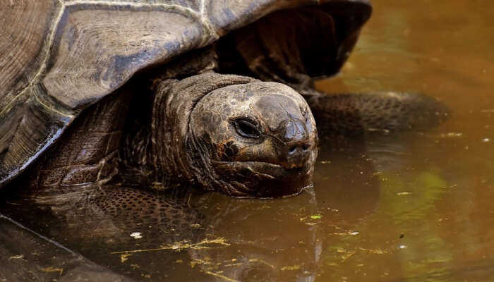 tortoise in a pond