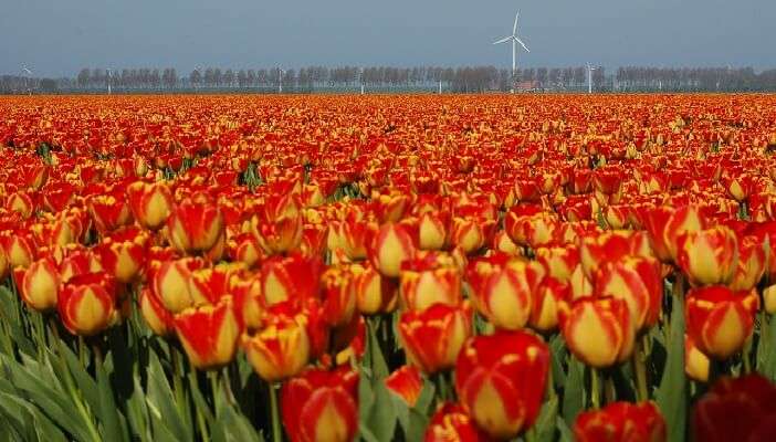 tulips netherlands