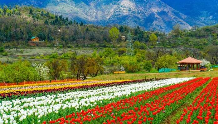 kashmir tulip valley in winter in Kashmir