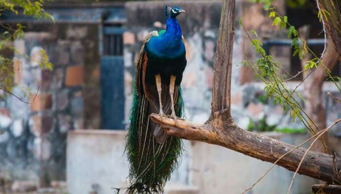 Zoo of delhi