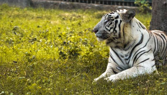 vijay (White Tiger)