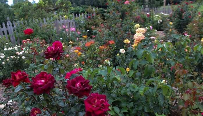 About Nehru Rose Garden Ludhiana