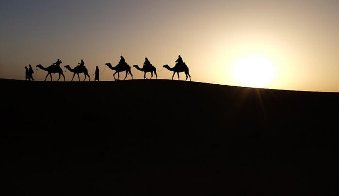 Camel Safari