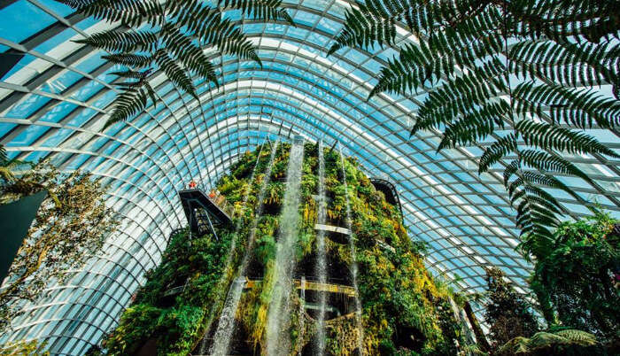 Cloud Forest Waterfall