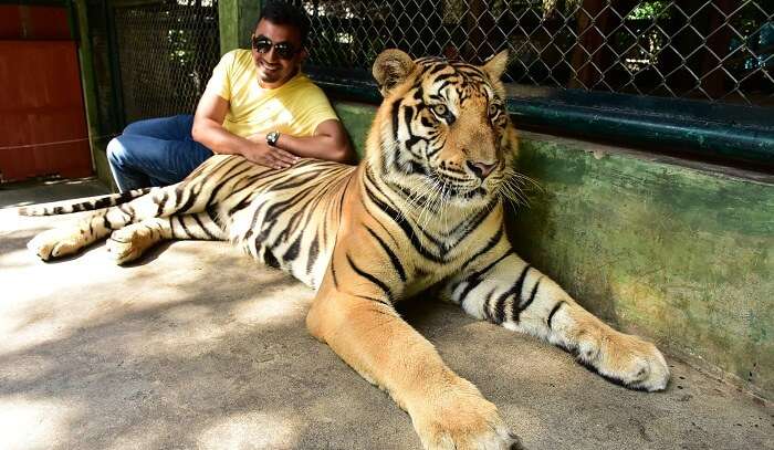 glad to touch the real tigers