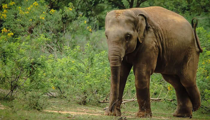 Elephant Training Centre