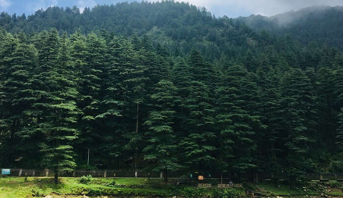 absolutely amazing view of the mountain and trees