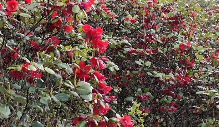 beautiful flowers valley