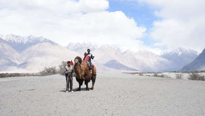 overwhelmed to see the Bactrian Camels around sand dunes