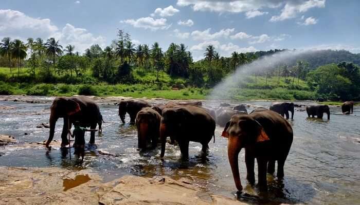 Pinnawala Elephant Orphanage