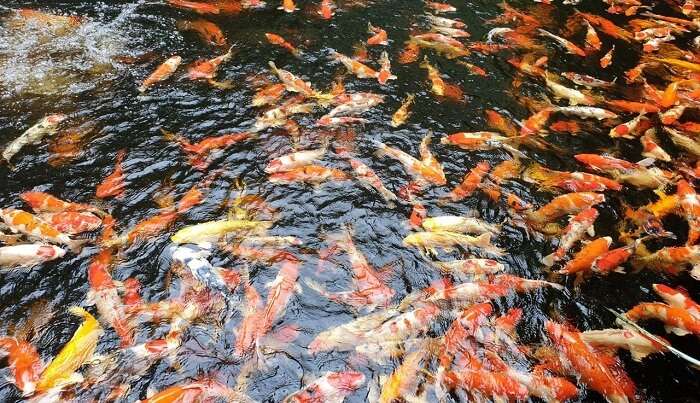 fish feeding time