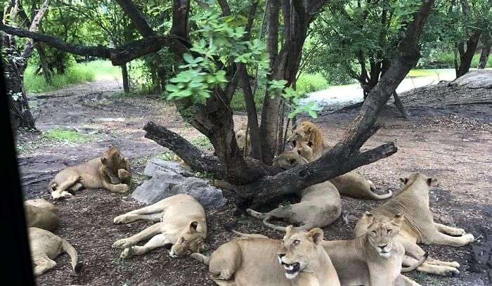 Sriracha Tiger Zoo in Pattaya