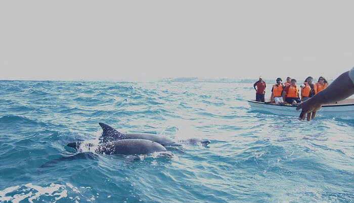 Indulge In Dolphin Watching