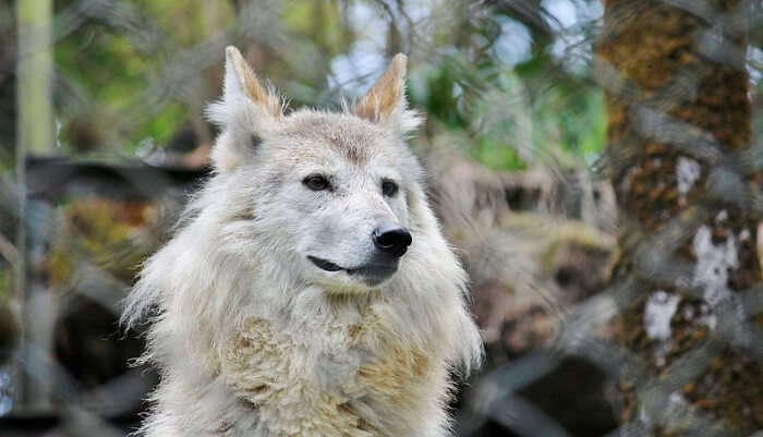 Meet The Endangered Himalayan Wolf