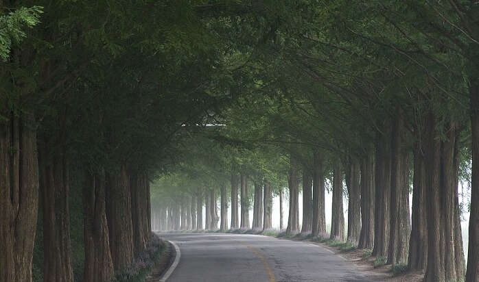 Metasequoia Tree Road, Shiga