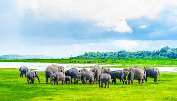 Minneriya national park