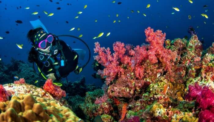 Coral Garden is a very popular site for scuba diving In Langkawi