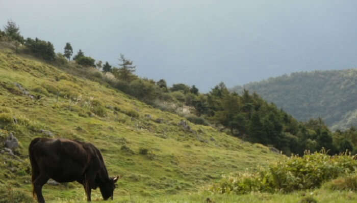 places near Munnar