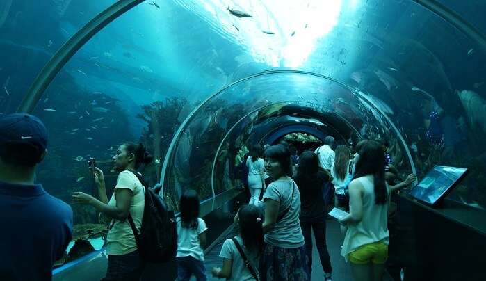 Singapore Aquarium Snorkelling