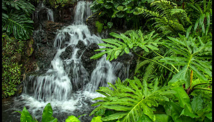 Singapore Botanical Gardens Waterfall