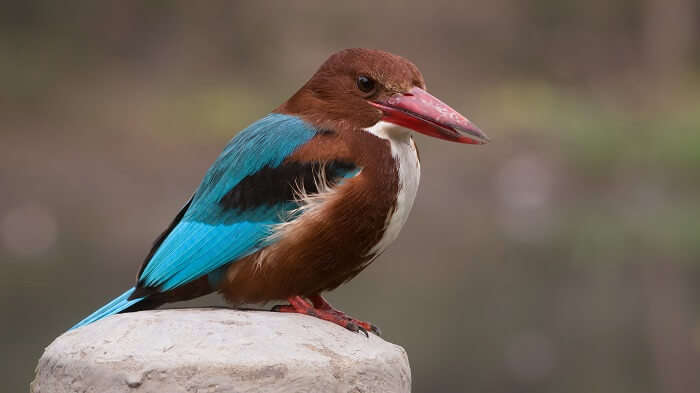 Spot Birds At Mini Zoo