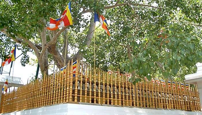 Sri Maha Bodhi