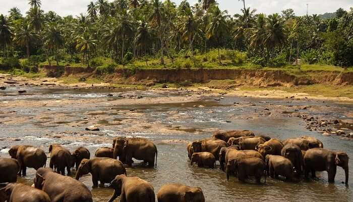 Udawalawe-National-Park