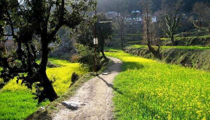 Dharamkot dharamshala