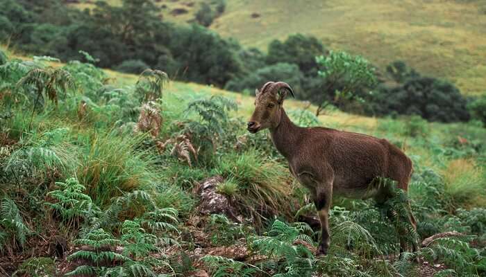 Eravikulam National Park