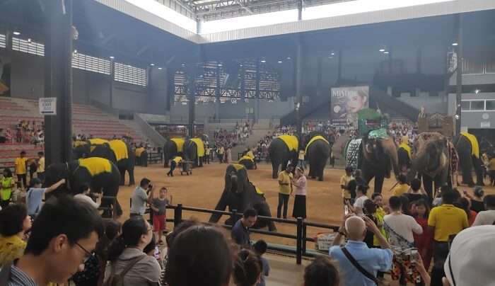  trained elephants