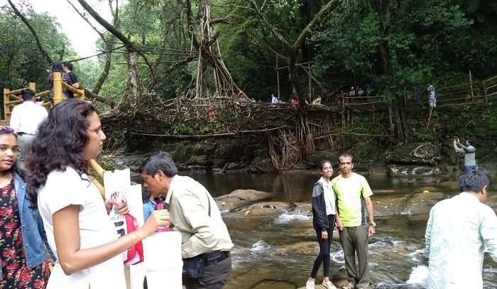 the single decker root bridge